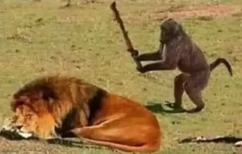 made this a template for no reason | image tagged in monkey preparing to hit a lion,borrowed from memenade | made w/ Imgflip meme maker