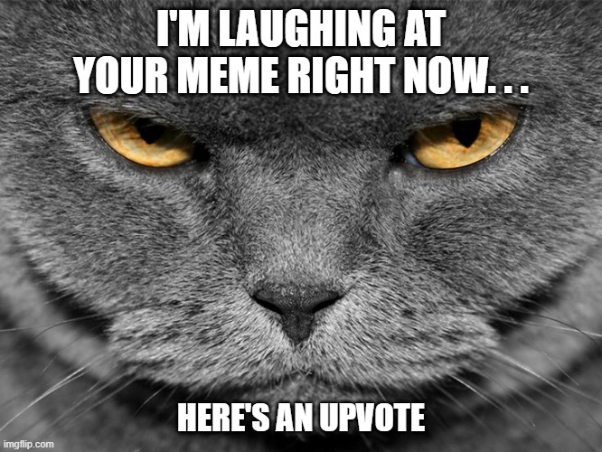 grumpy graey cat | I'M LAUGHING AT YOUR MEME RIGHT NOW. . . HERE'S AN UPVOTE | image tagged in grumpy graey cat | made w/ Imgflip meme maker