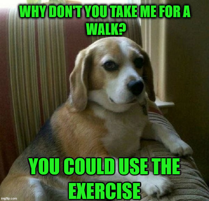Walks are good for everyone | WHY DON'T YOU TAKE ME FOR A; WALK? YOU COULD USE THE; EXERCISE | image tagged in dogs | made w/ Imgflip meme maker