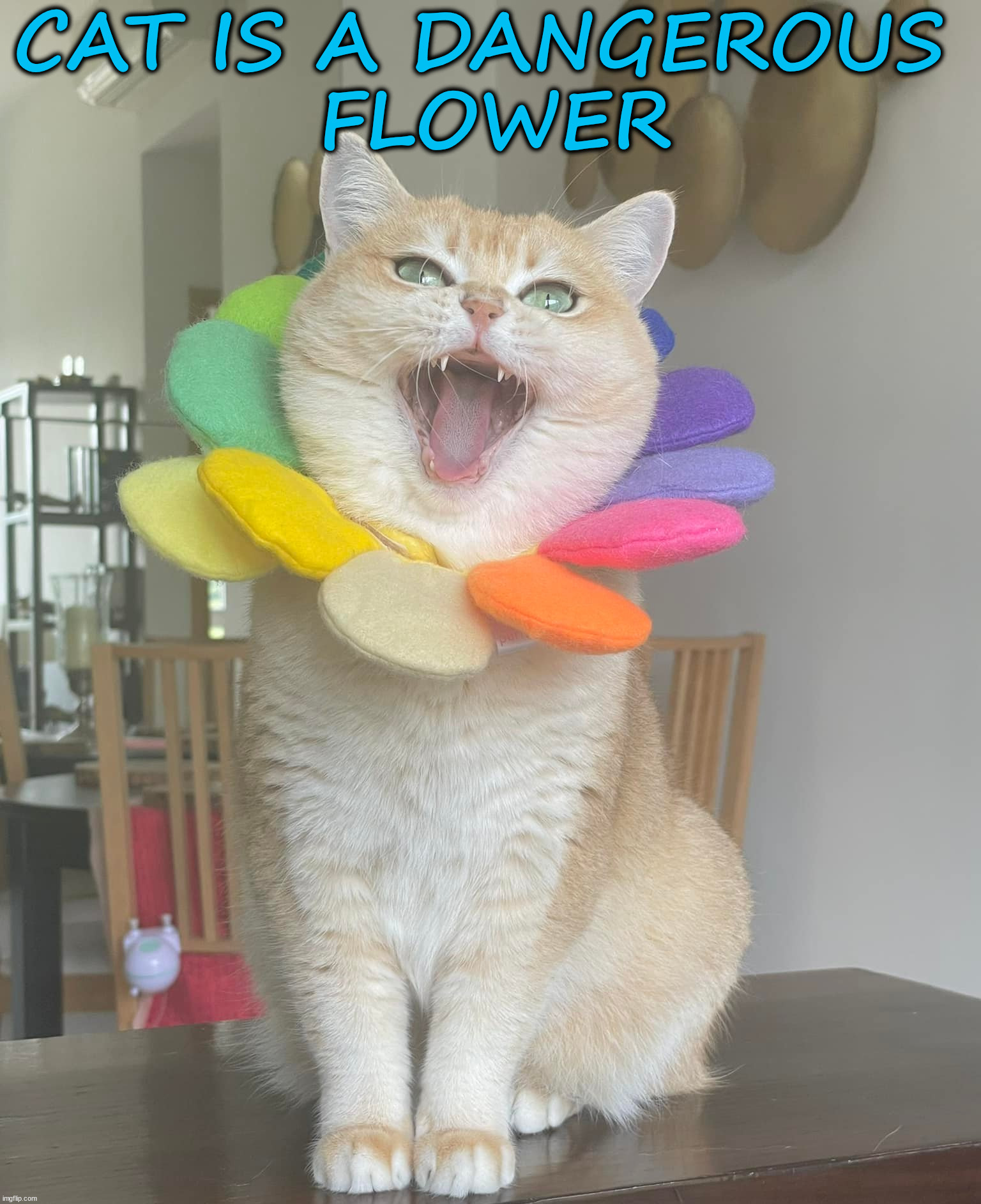 Danger in dressing them up | CAT IS A DANGEROUS 
FLOWER | image tagged in cats | made w/ Imgflip meme maker