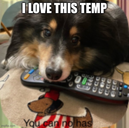 You can no has | I LOVE THIS TEMP | image tagged in you can no has | made w/ Imgflip meme maker