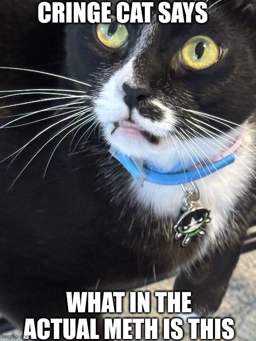 Cringe Cat | CRINGE CAT SAYS; WHAT IN THE ACTUAL METH IS THIS | image tagged in cringe cat,lol,reactions,cringe,wth | made w/ Imgflip meme maker