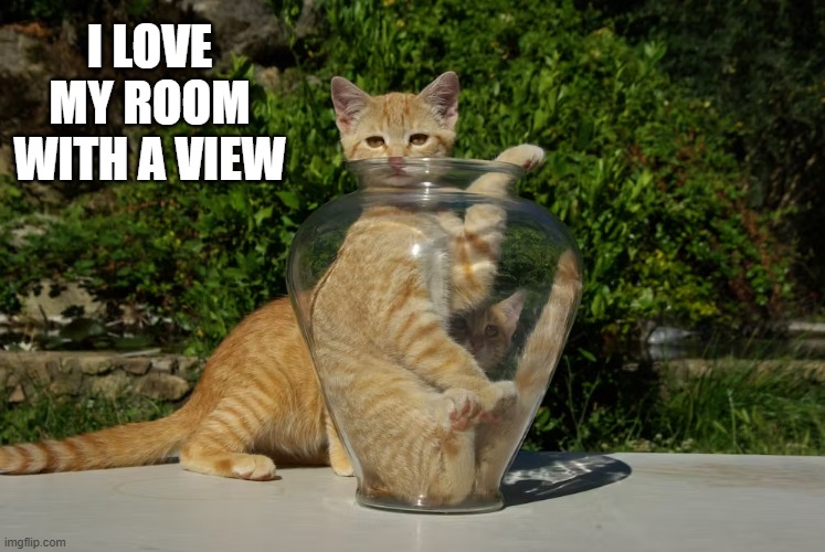 memes by Brad - My cat loves her room with a view | I LOVE MY ROOM WITH A VIEW | image tagged in funny,cats,cute kittens,funny cat memes,kitten,humor | made w/ Imgflip meme maker