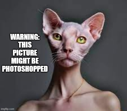 memes by Brad - This cat / human picture might be photoshopped | WARNING: THIS PICTURE MIGHT BE PHOTOSHOPPED | image tagged in funny,cats,kitten,funny cat memes,photoshop,humor | made w/ Imgflip meme maker