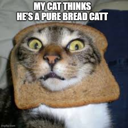 memes by Brad - My cat thinks she's pure bread - humor | MY CAT THINKS HE'S A PURE BREAD CATT | image tagged in funny,cats,cute kitten,funny cat memes,kittens,humor | made w/ Imgflip meme maker