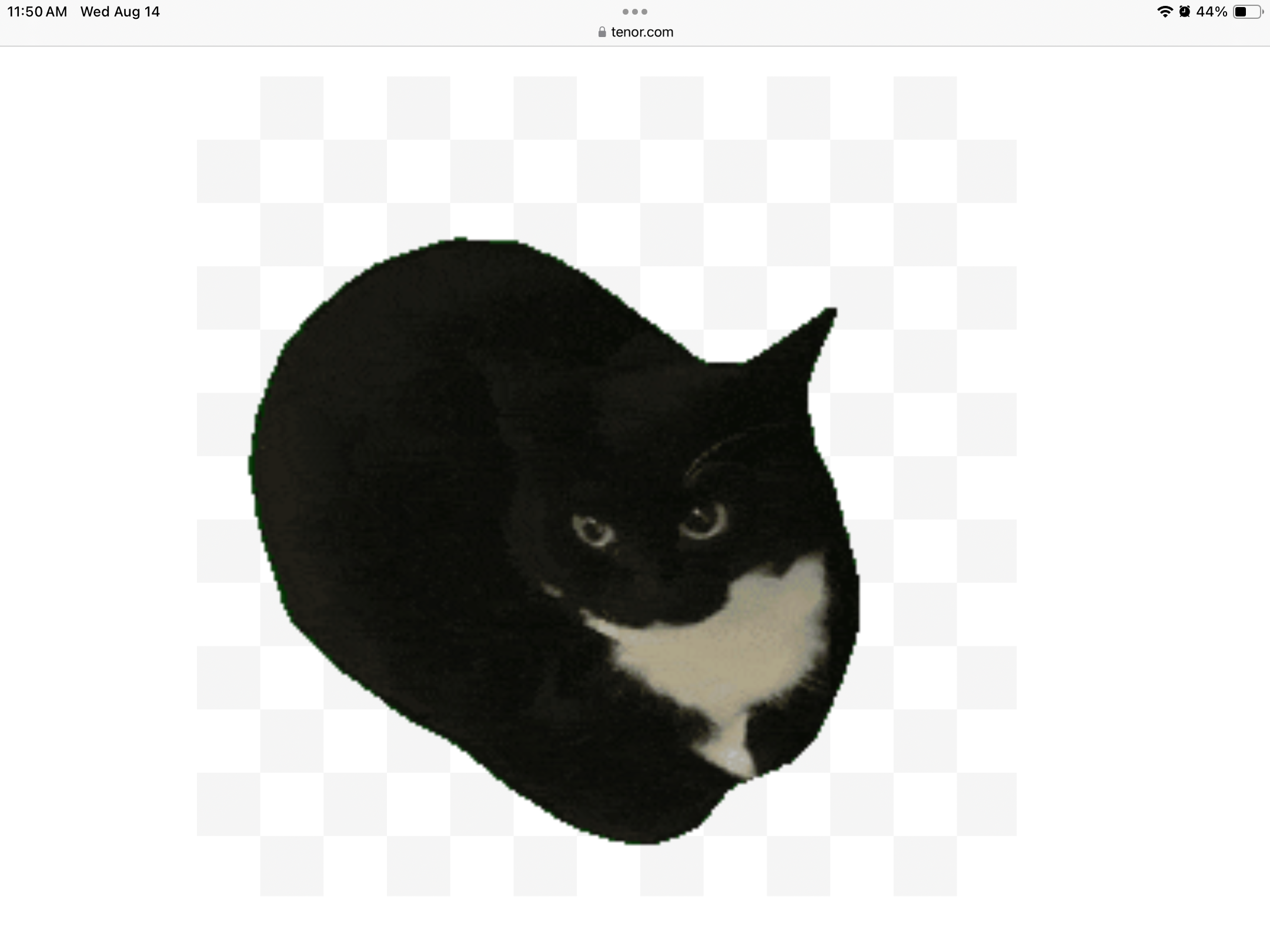 Maxwell cat Blank Meme Template