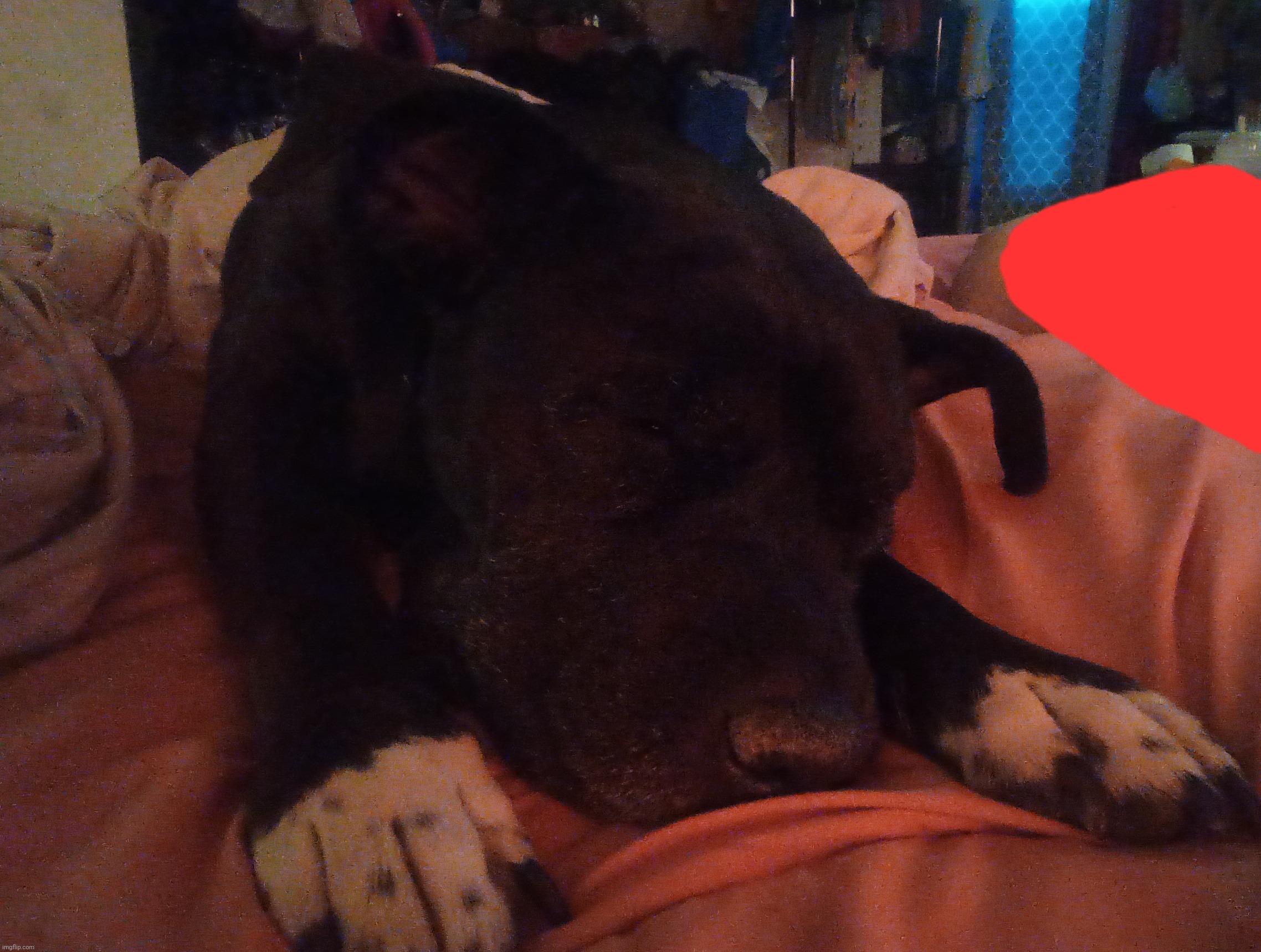 Luna appreciation post | image tagged in dogs | made w/ Imgflip meme maker