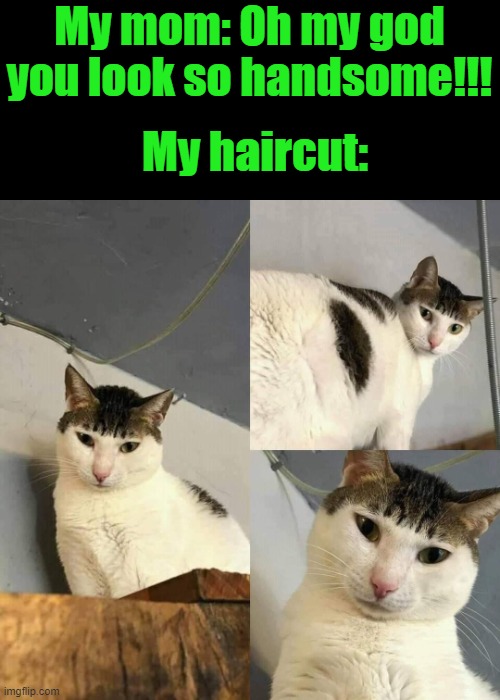 Bowl cut cat | My mom: Oh my god you look so handsome!!! My haircut: | image tagged in bowl cut cat | made w/ Imgflip meme maker