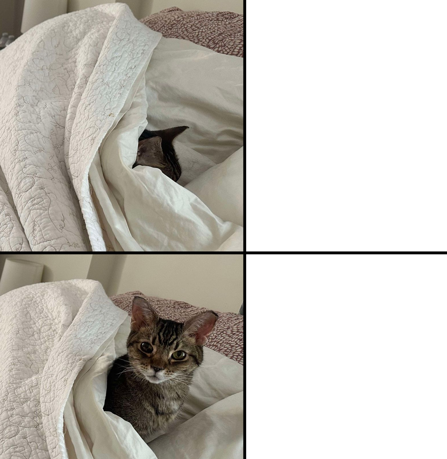 High Quality drake cat Blank Meme Template