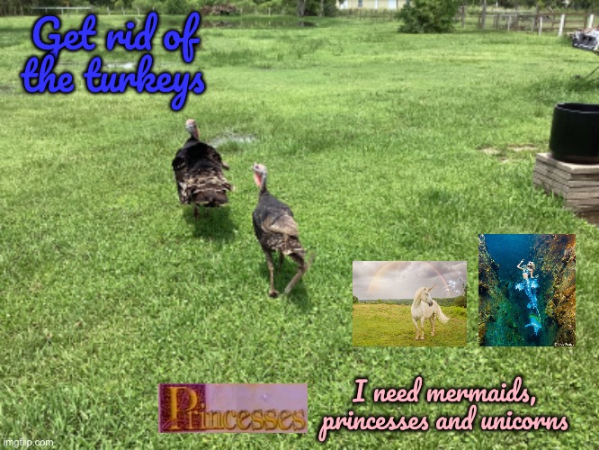 Fairy Tale Farm | Get rid of the turkeys; I need mermaids, princesses and unicorns | image tagged in fairy tales,farm,princess,unicorn,mermaid,texas | made w/ Imgflip meme maker