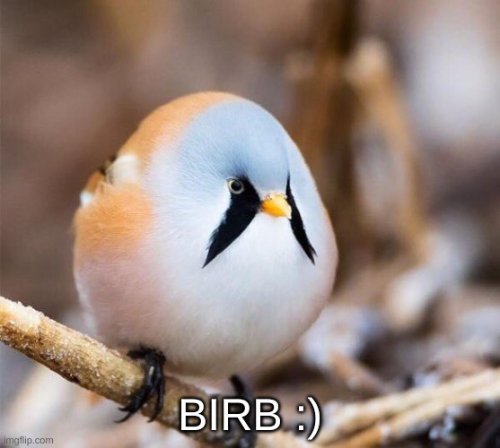 Borb | BIRB :) | image tagged in borb | made w/ Imgflip meme maker