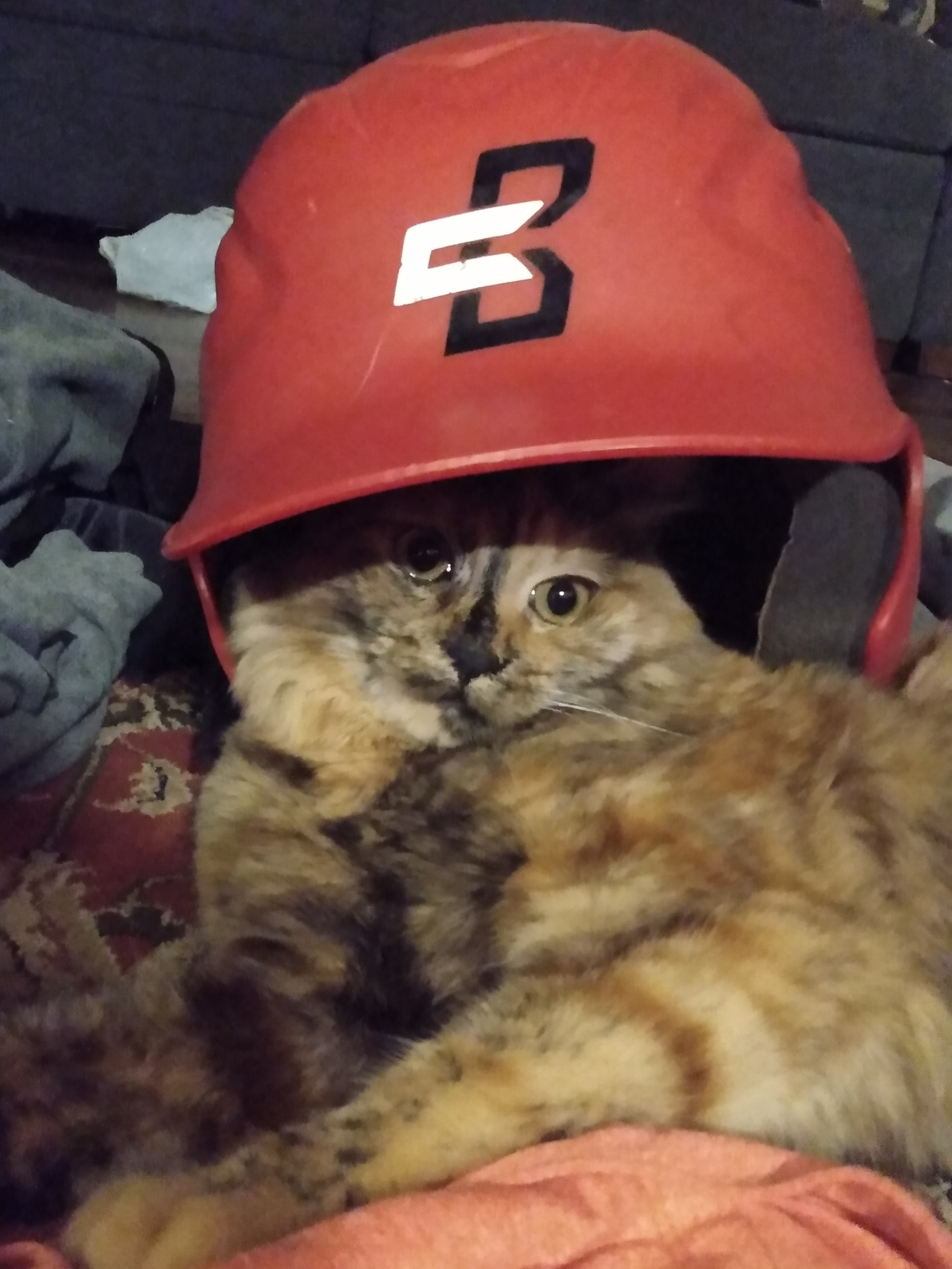 Baseball cat Blank Meme Template