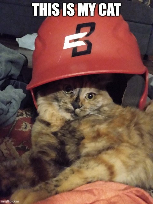 Baseball cat | THIS IS MY CAT | image tagged in baseball cat | made w/ Imgflip meme maker