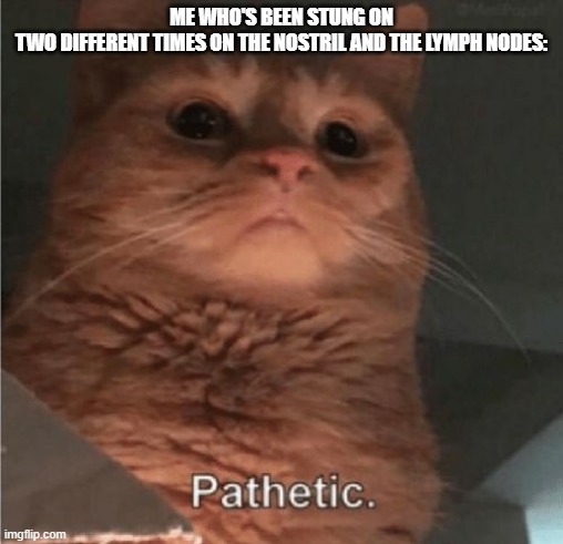 ME WHO'S BEEN STUNG ON TWO DIFFERENT TIMES ON THE NOSTRIL AND THE LYMPH NODES: | image tagged in pathetic cat | made w/ Imgflip meme maker