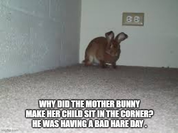 memes by Brad - Mother rabbit sent her child to sit in the corner - humor | WHY DID THE MOTHER BUNNY MAKE HER CHILD SIT IN THE CORNER? HE WAS HAVING A BAD HARE DAY . | image tagged in funny,fun,rabbits,bunny,punishment,humor | made w/ Imgflip meme maker