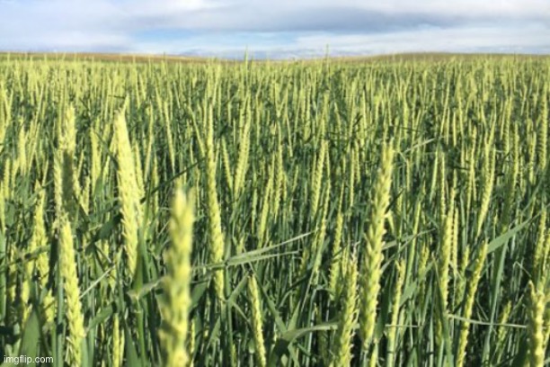 Barley Plant Picture | image tagged in barley plant picture | made w/ Imgflip meme maker