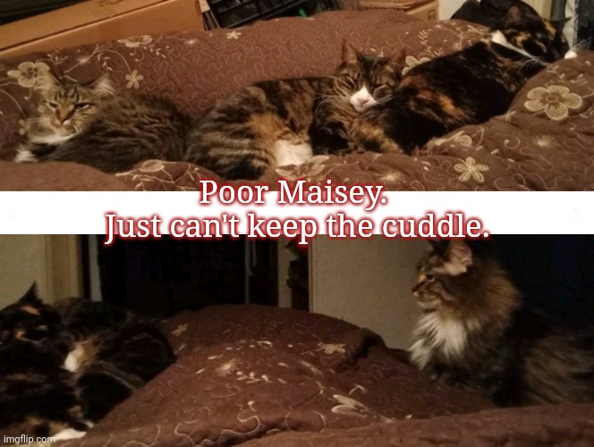 Can't keep the cuddle | Poor Maisey. 
Just can't keep the cuddle. | image tagged in cute cat,cuddle,pets,photo of the day,grumpy cat,my disappointment is immeasurable | made w/ Imgflip meme maker