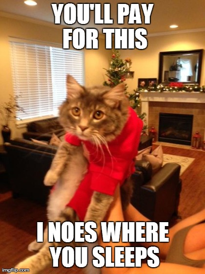 image tagged in funny,cats | made w/ Imgflip meme maker