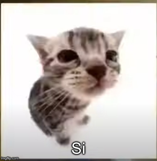 El Gatito | image tagged in el gatito | made w/ Imgflip meme maker