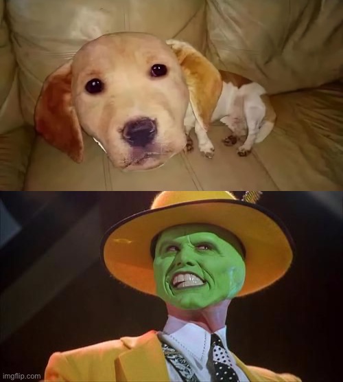 The mask dog | image tagged in jim carrey the mask,dog,the mask | made w/ Imgflip meme maker