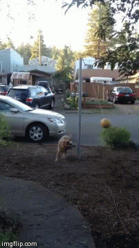 Best tether ball player | image tagged in gifs | made w/ Imgflip video-to-gif maker