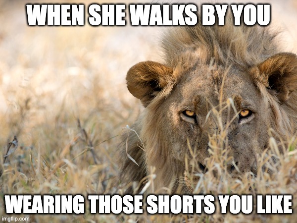 Favortie Shorts | WHEN SHE WALKS BY YOU; WEARING THOSE SHORTS YOU LIKE | image tagged in lion,favorite shorts,rise up king | made w/ Imgflip meme maker