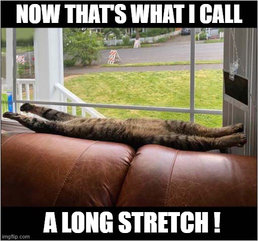 A Lack Of Exercise ! | NOW THAT'S WHAT I CALL; A LONG STRETCH ! | image tagged in cats,exercise,stretching | made w/ Imgflip meme maker