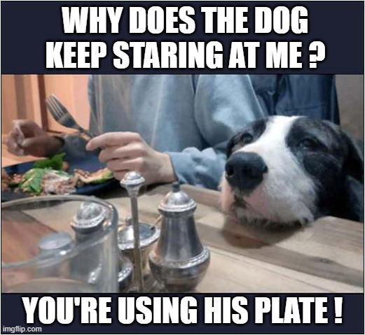 When You Have An Unwanted Guest ! | WHY DOES THE DOG KEEP STARING AT ME ? YOU'RE USING HIS PLATE ! | image tagged in dogs,unwanted house guest | made w/ Imgflip meme maker
