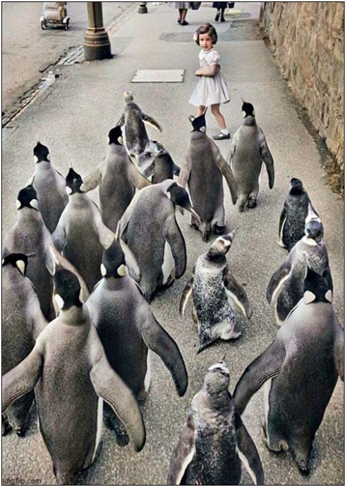 Do You Ever Get The Feeling You Are Being Followed ? | image tagged in girl,penguins,followed | made w/ Imgflip meme maker