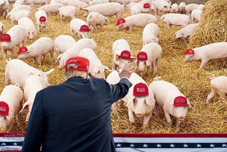 repiglicans | image tagged in trump rally,maga cult,pigs,maga morons,clown car republicans,animals | made w/ Imgflip meme maker