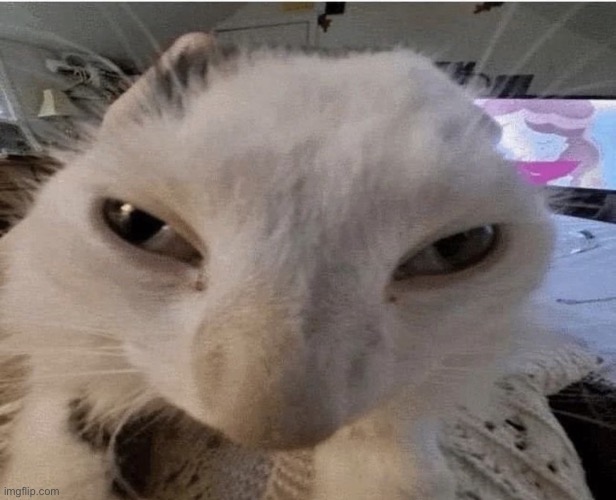 pluh cat Blank Meme Template