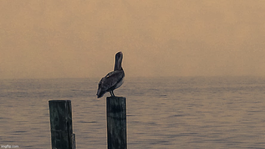 Lonely Pelican | image tagged in lonely,bird,empty,alone,depressed | made w/ Imgflip meme maker