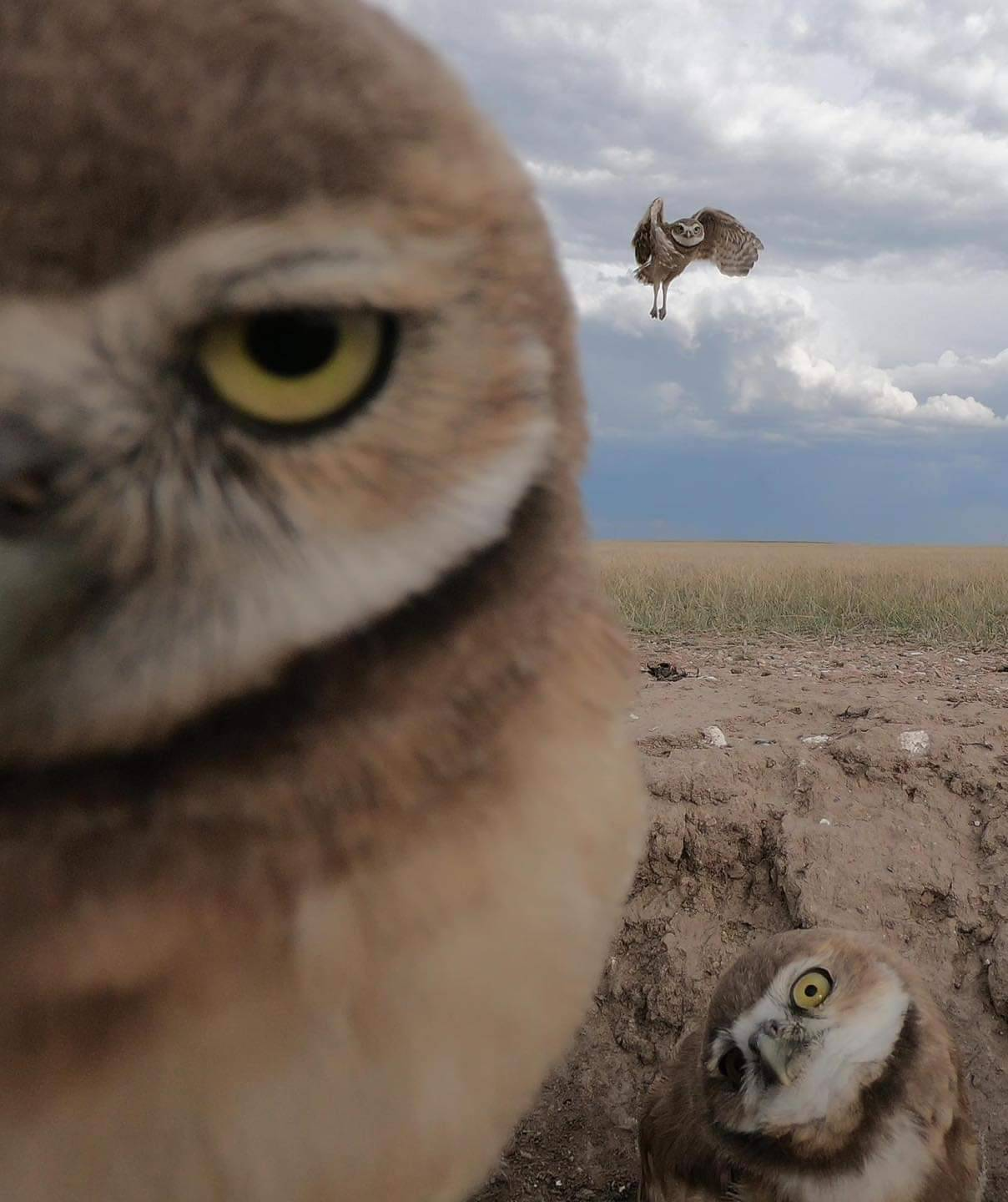 Three Owls Blank Meme Template