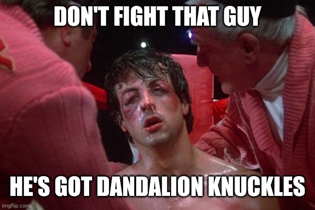 Rocky Balboa Beaten Up | DON'T FIGHT THAT GUY HE'S GOT DANDALION KNUCKLES | image tagged in rocky balboa beaten up | made w/ Imgflip meme maker