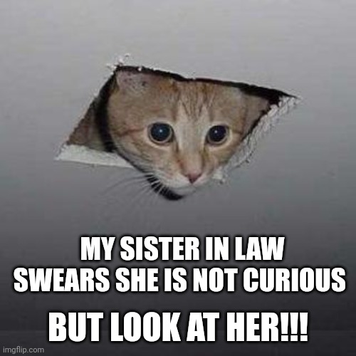 Ceiling Cat | MY SISTER IN LAW SWEARS SHE IS NOT CURIOUS; BUT LOOK AT HER!!! | image tagged in memes,ceiling cat | made w/ Imgflip meme maker