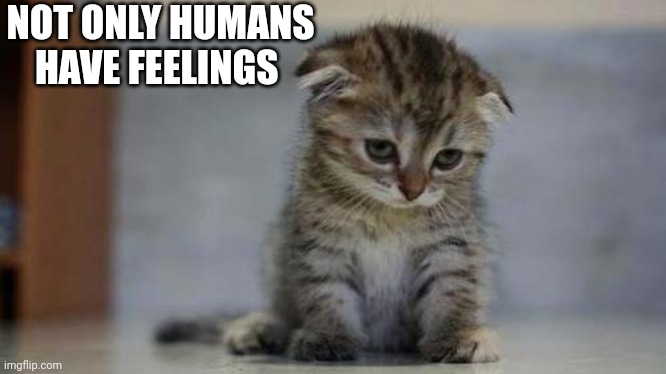 Sad kitten | NOT ONLY HUMANS HAVE FEELINGS | image tagged in sad kitten | made w/ Imgflip meme maker