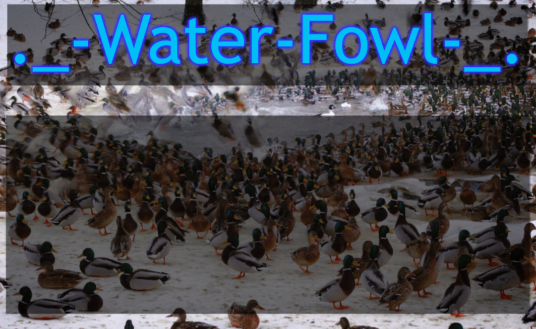 WaterFowl Announcement temp Blank Meme Template