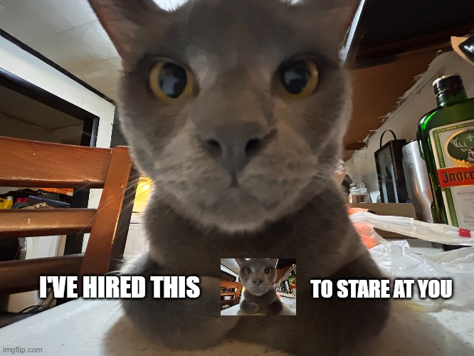 Gray Cat Stare | I'VE HIRED THIS; TO STARE AT YOU | image tagged in funny cat memes,cat,silly,that's just silly cat | made w/ Imgflip meme maker