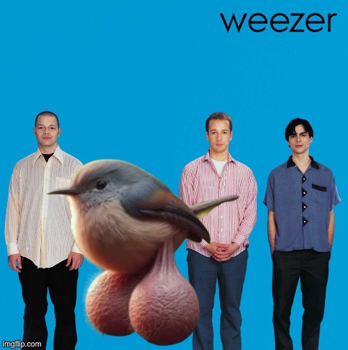 NO FUCKING WAY, THE BIRD WITH BALLS JOINED WEEZER | image tagged in self-insert weezer | made w/ Imgflip meme maker