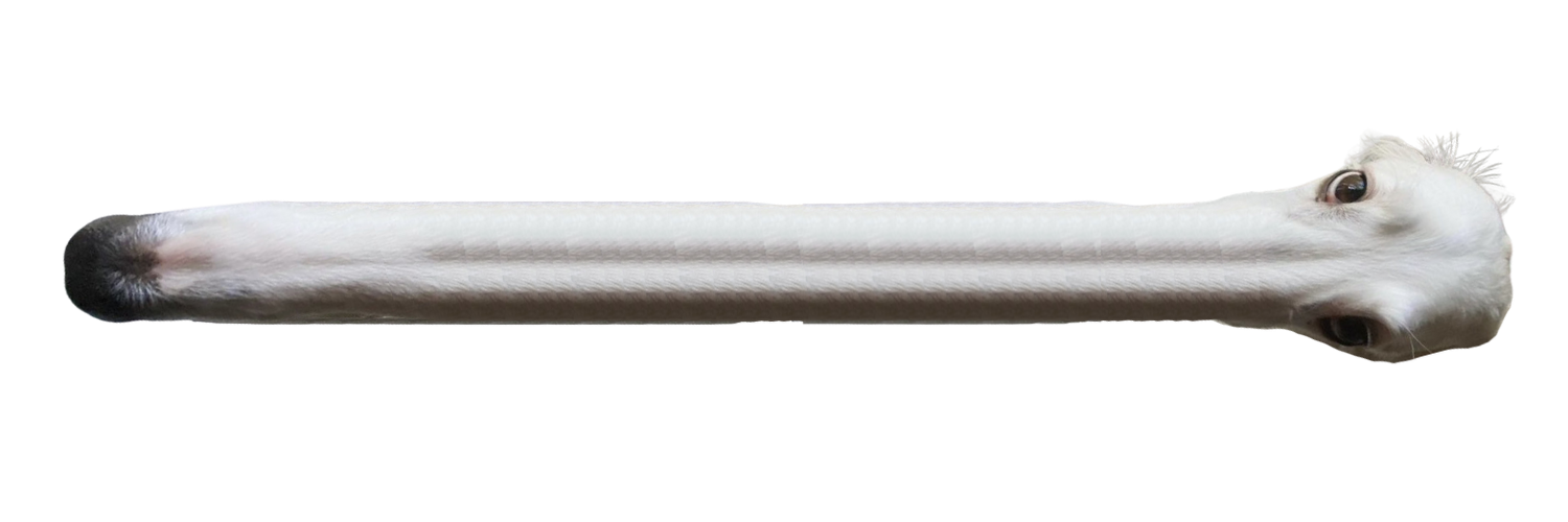 High Quality Snoot Blank Meme Template