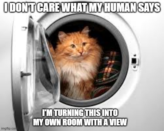 memes by Brad - My cat is making a room with a view - humor | I DON'T CARE WHAT MY HUMAN SAYS; I'M TURNING THIS INTO MY OWN ROOM WITH A VIEW | image tagged in funny,cats,kitten,funny cat memes,cute kittens,humor | made w/ Imgflip meme maker