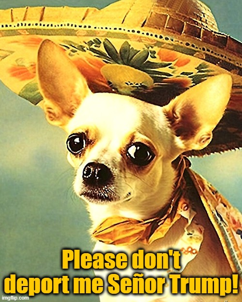 Chihuahuas are a Mexican breed. Poor Chico! Donald Trump is putting mass deportations at the heart of his campaign! | Please don't deport me Señor Trump! | image tagged in donald trump,deportation,chihuahua,mexicans | made w/ Imgflip meme maker