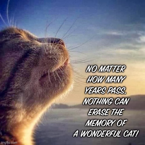 Thankful Cat | NO MATTER HOW MANY YEARS PASS, NOTHING CAN ERASE THE MEMORY OF A WONDERFUL CAT! | image tagged in thankful cat | made w/ Imgflip meme maker