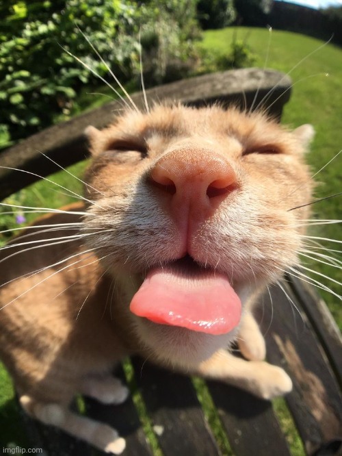 Cat | image tagged in cat | made w/ Imgflip meme maker