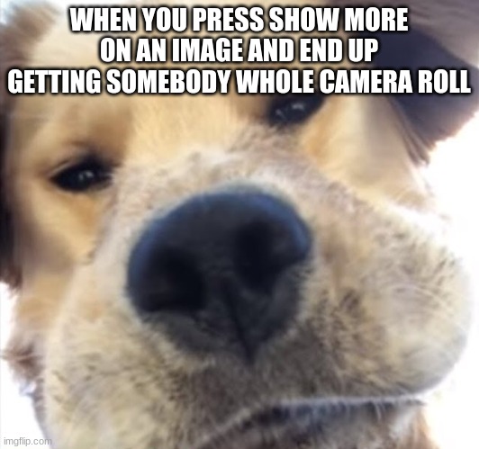 Doggo bruh | WHEN YOU PRESS SHOW MORE ON AN IMAGE AND END UP GETTING SOMEBODY WHOLE CAMERA ROLL | image tagged in doggo bruh | made w/ Imgflip meme maker