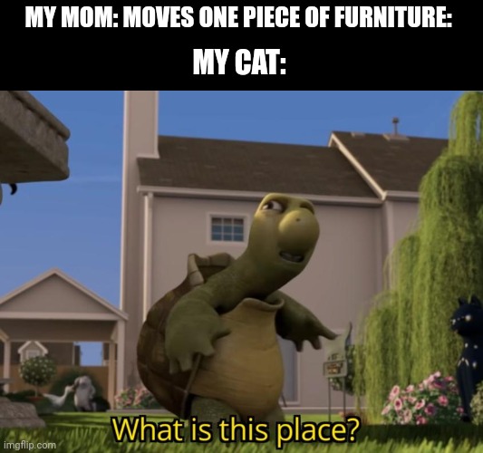 ?????? | MY MOM: MOVES ONE PIECE OF FURNITURE:; MY CAT: | image tagged in what is this place | made w/ Imgflip meme maker