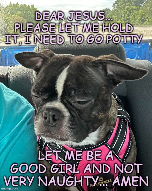 Praying Pup | DEAR JESUS... PLEASE LET ME HOLD IT, I NEED TO GO POTTY; LET ME BE A GOOD GIRL AND NOT VERY NAUGHTY... AMEN | image tagged in thoughts and prayers,puppy,boston terrier | made w/ Imgflip meme maker