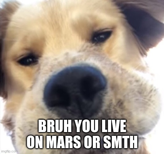 Doggo bruh | BRUH YOU LIVE ON MARS OR SMTH | image tagged in doggo bruh | made w/ Imgflip meme maker