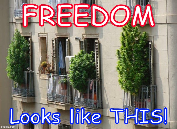 Freedom | FREEDOM; Looks like THIS! | image tagged in cannabis | made w/ Imgflip meme maker