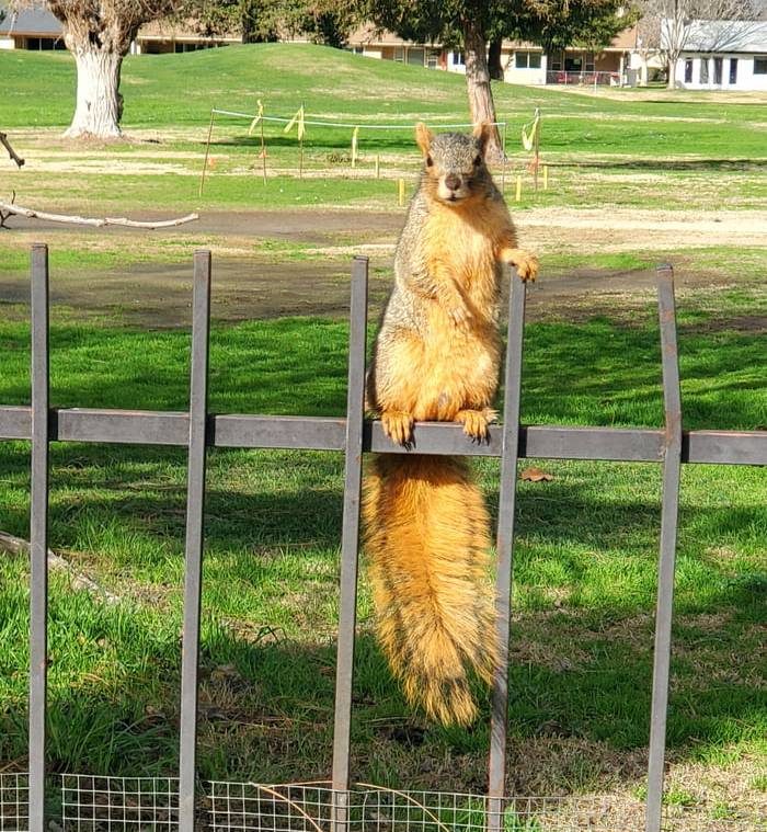 Judgmental squirrel Blank Meme Template